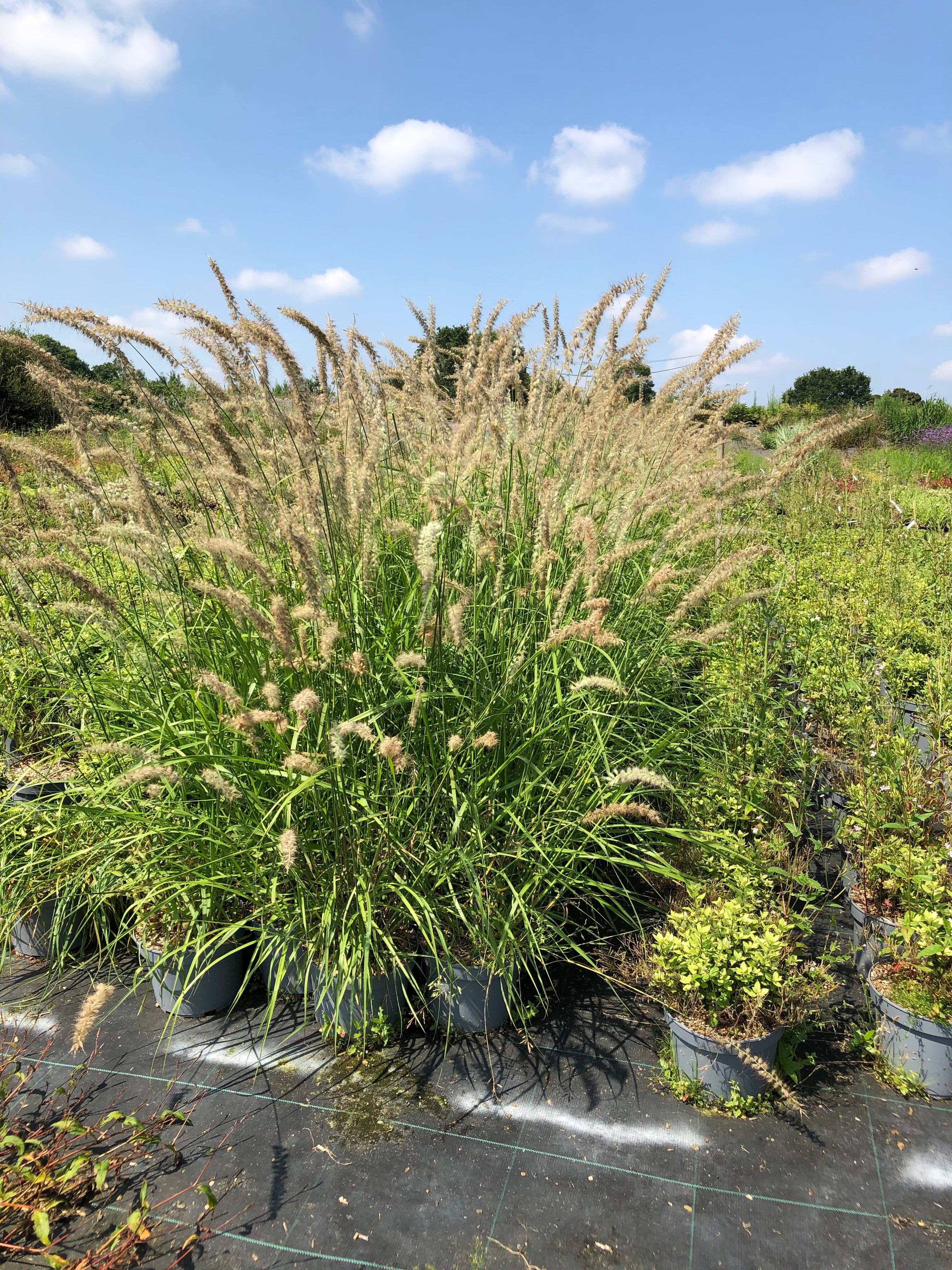 Pennisetum orientalis tall tails