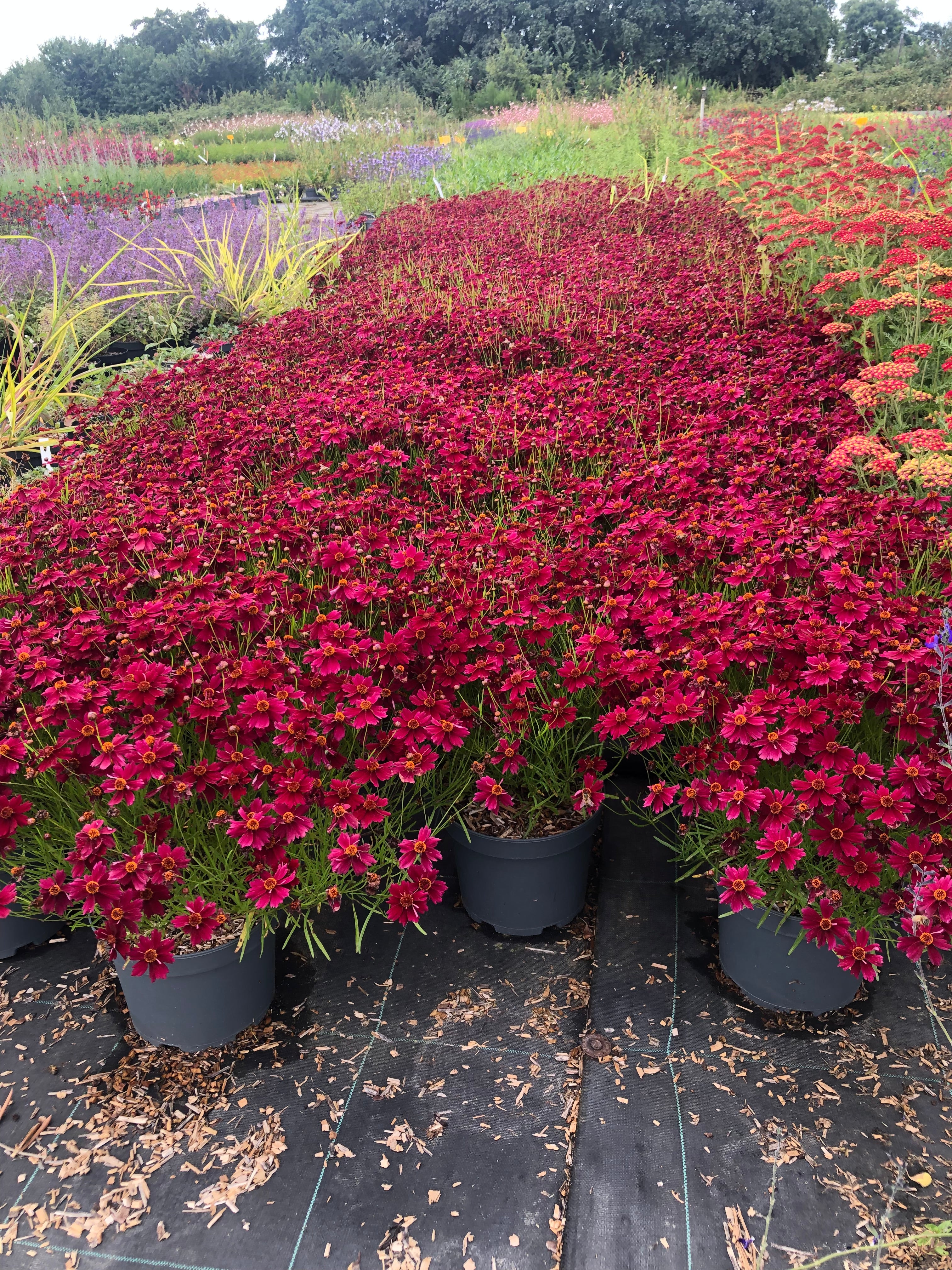 Coreopsis verticillata "ruby red"