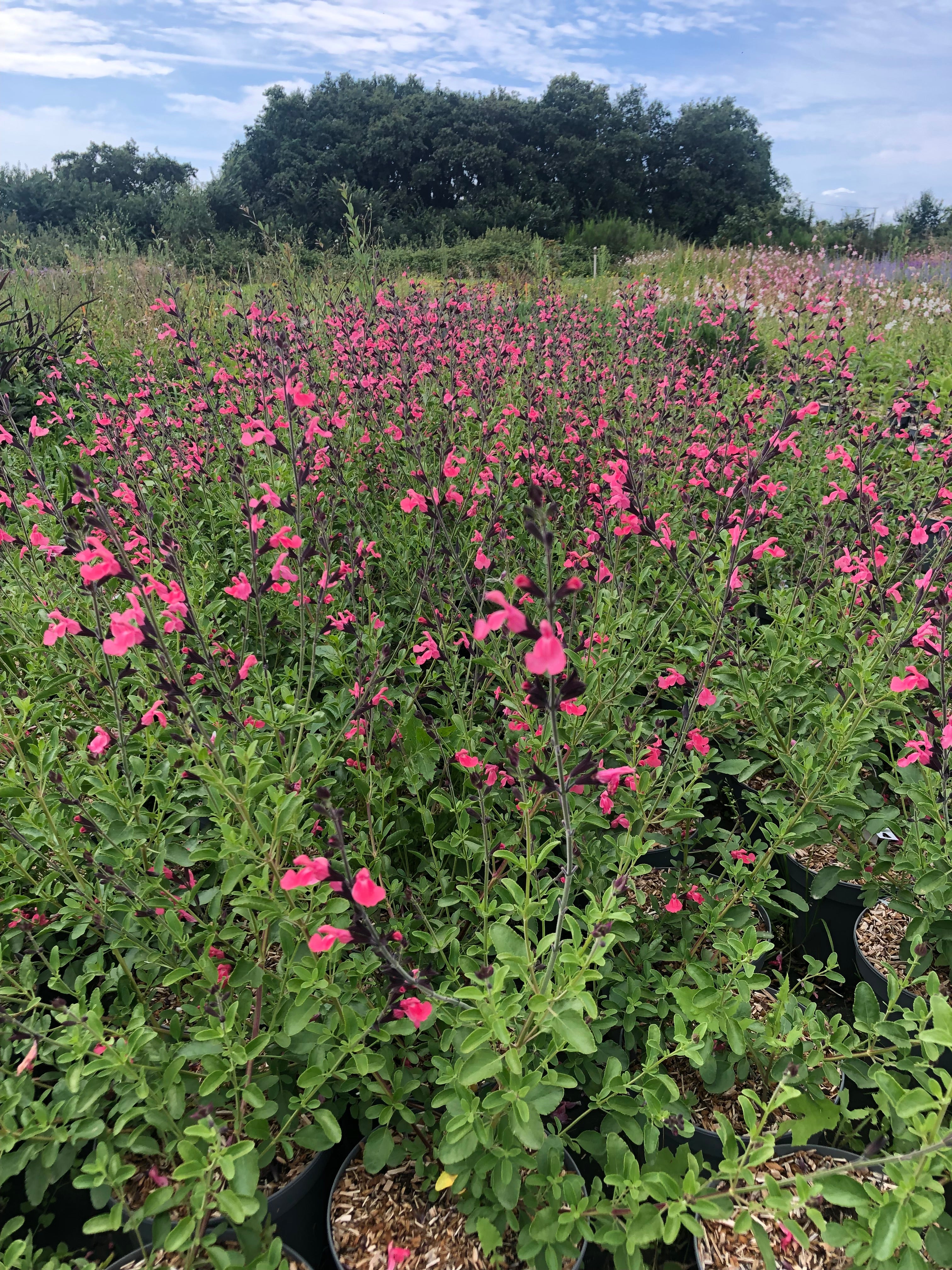 Salvia x Jamensis la Siesta