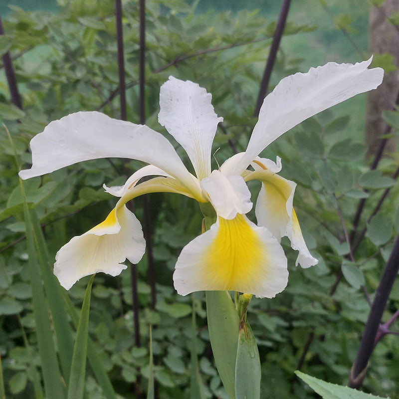 Iris orientalis - Iris des marais jaunes - Volume 3L / 20-30cm