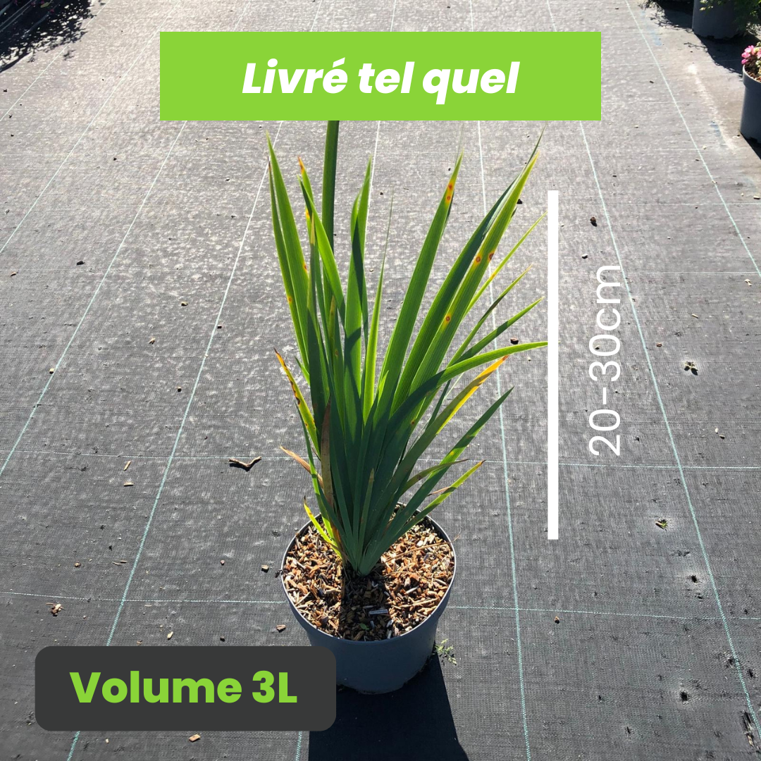 Iris orientalis - Iris des marais jaunes - Volume 3L / 20-30cm