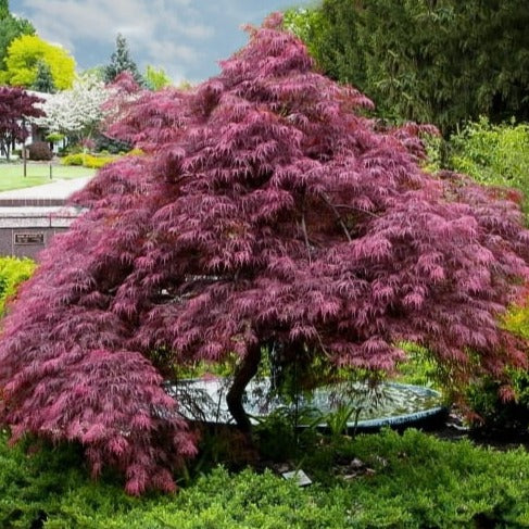 Acer Palmatum Dissectum Tamukeyama - Érable du Japon - Volume 3L / 30-40cm