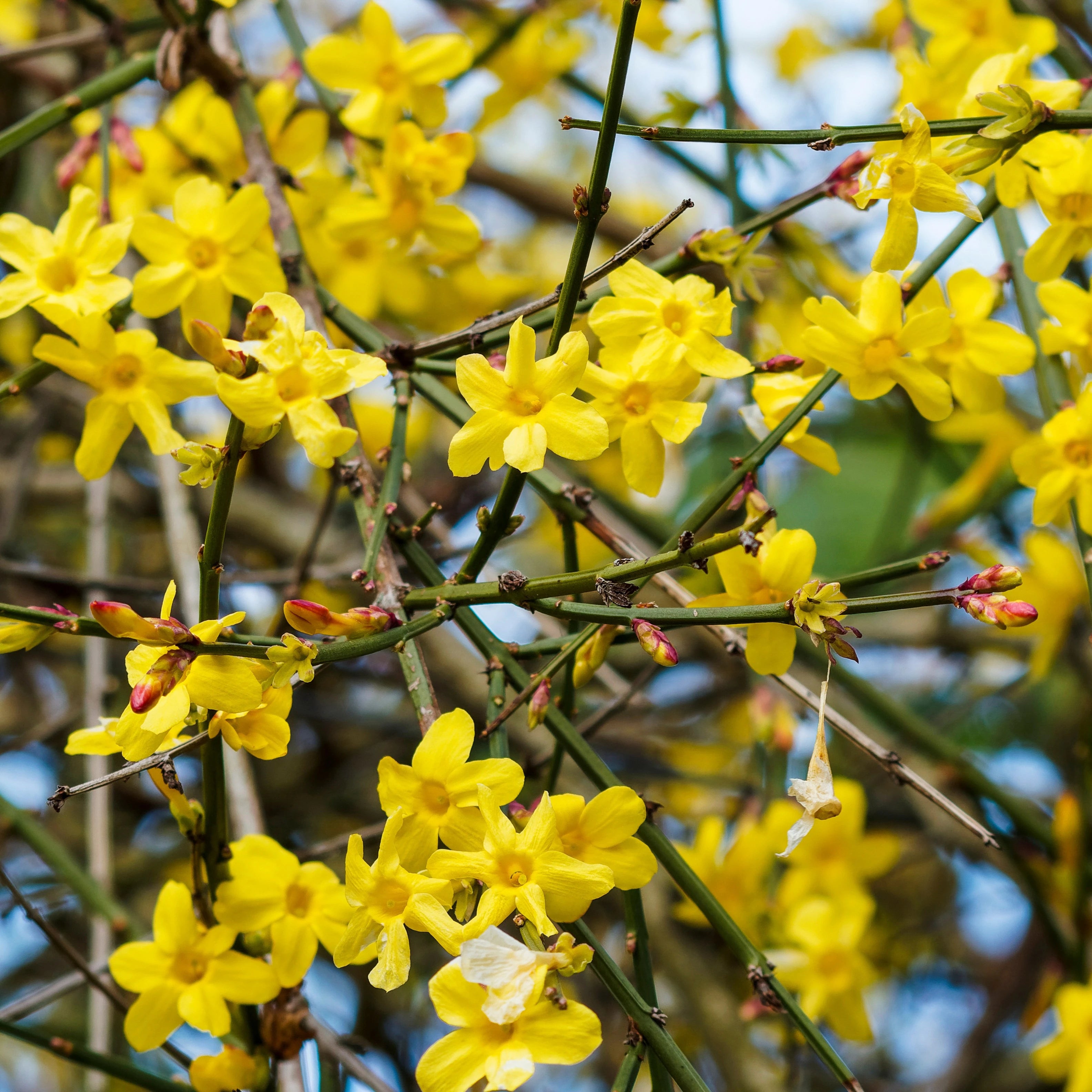 Jasminum Nudiflorum - Jasmin d'hiver - Volume 3L / 40-60cm