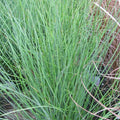 Juncus Inflexus Blue Dart - Jonc Glauque Blue Dart - Volume 3L / 20-30cm