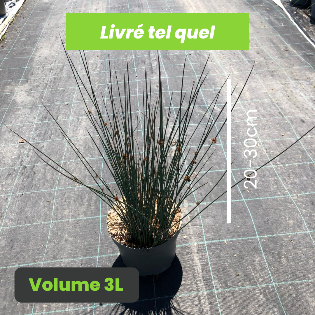 Juncus Inflexus Blue Dart - Jonc Glauque Blue Dart - Volume 3L / 20-30cm