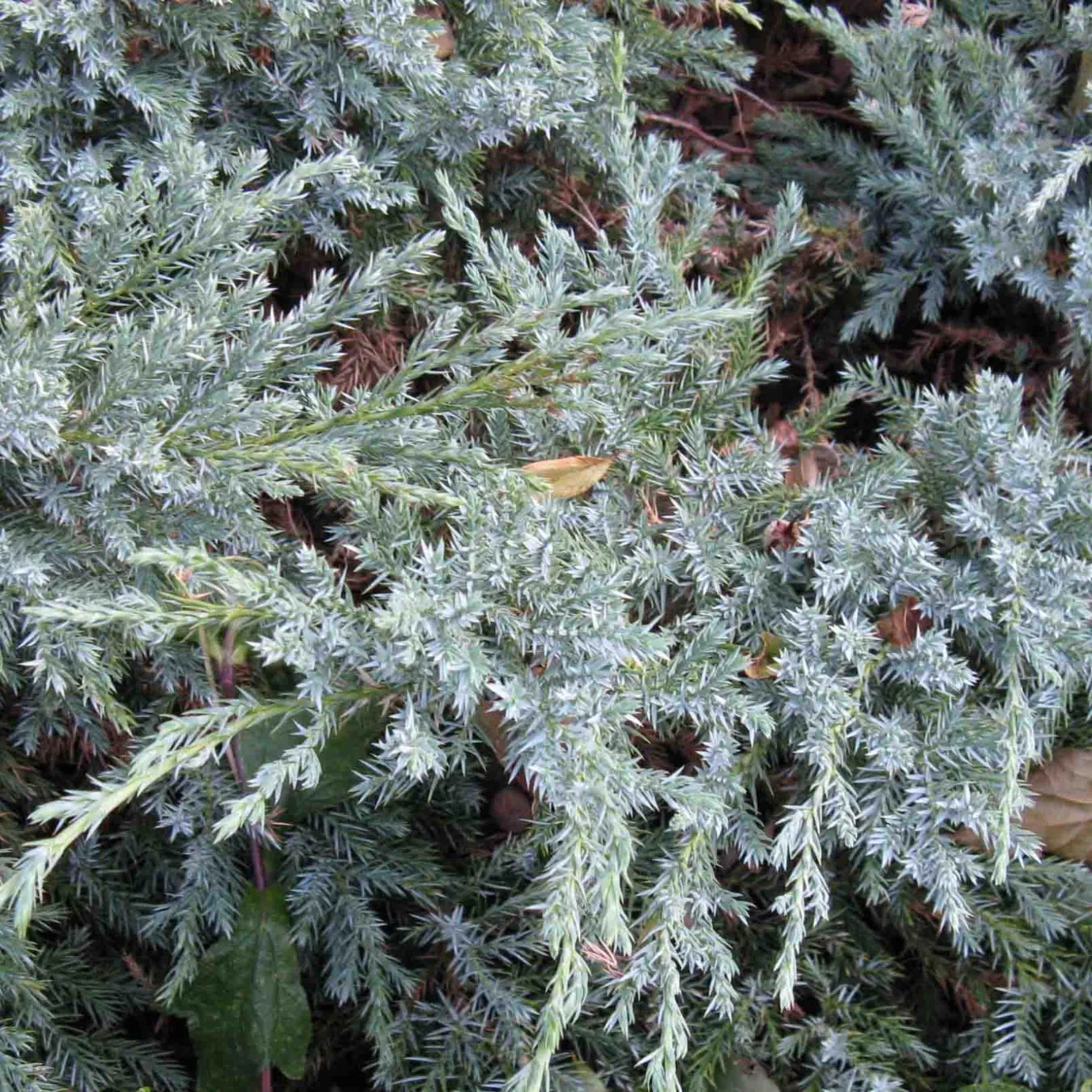 Juniperus Squamata Blue Carpet - Genévrier Écailleux