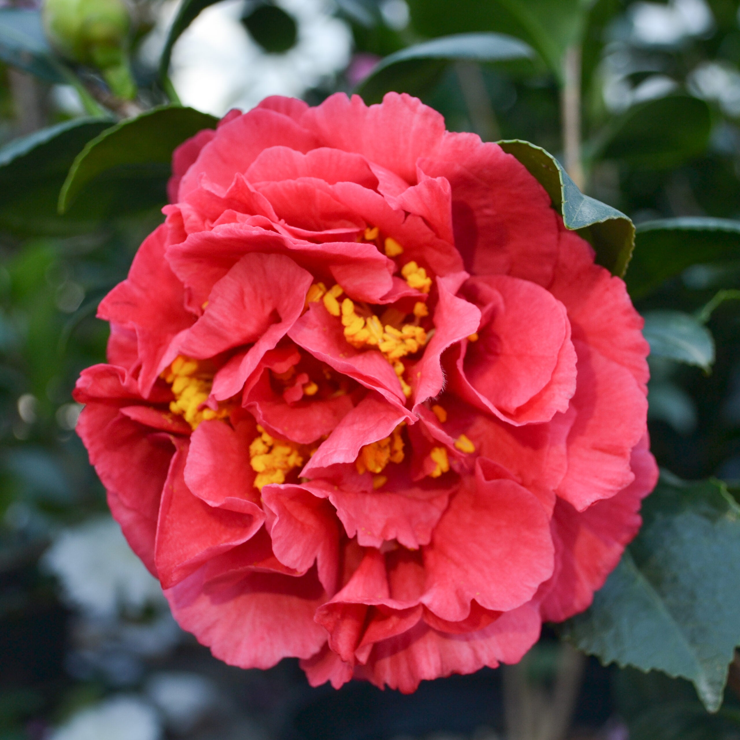 Camellia Kramer's Supreme - Camélia du Japon - Volume 3L / 20-40cm