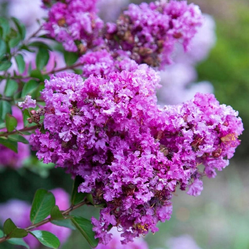 Lagerstroemia Indica Eternal - Lilas des Indes Eternal - Volume 3L / 30-50cm