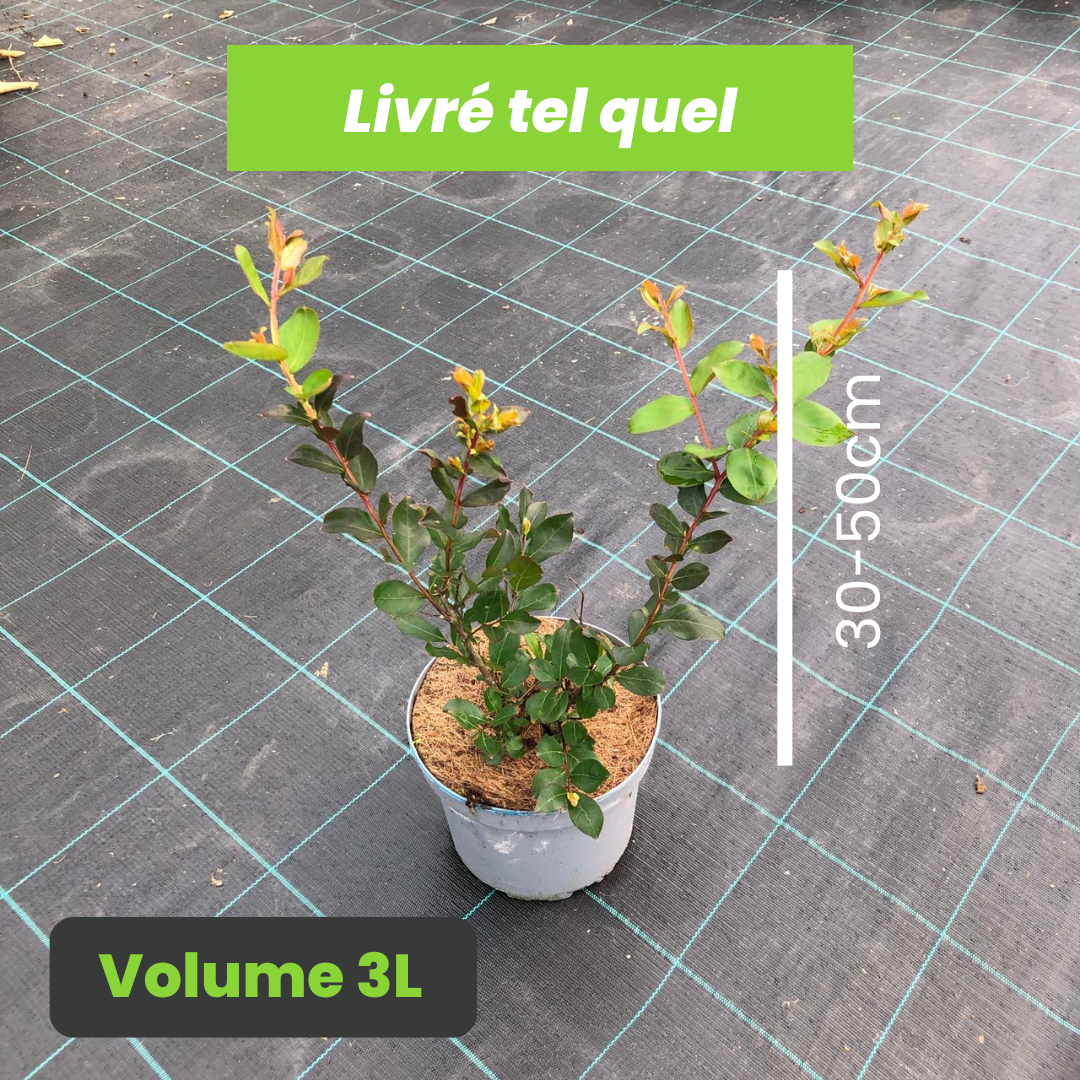 Lagerstroemia Indica Eternal - Lilas des Indes Eternal - Volume 3L / 30-50cm
