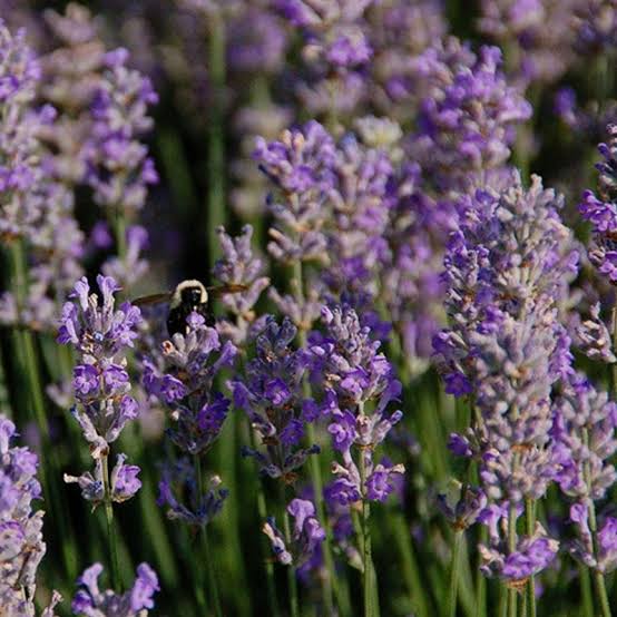 Lavandula x Intermedia Phenomenal - Lavandin Phenomenal - Volume 3L / 20-30cm