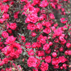 Leptospermum 'Wiri Joan' - Volume 3L / 20-30cm