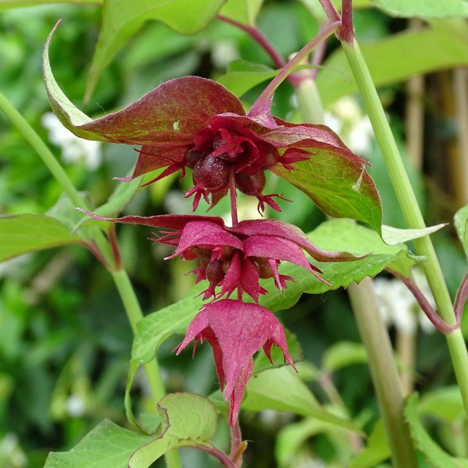 Leycesteria Formosa Purple Rain - Arbre aux faisans Purple Rain - Volume 4L / 40-60cm