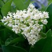 Ligustrum japonicum - Troène du Japon - Volume 3L / 40-60cm