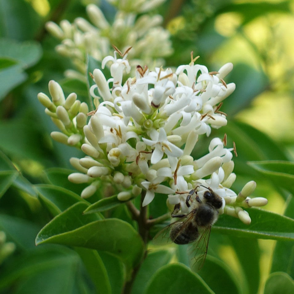 Ligustrum Ovalifolium 'Green Diamond' - Troène de Californie - Volume 3L / 40-60cm