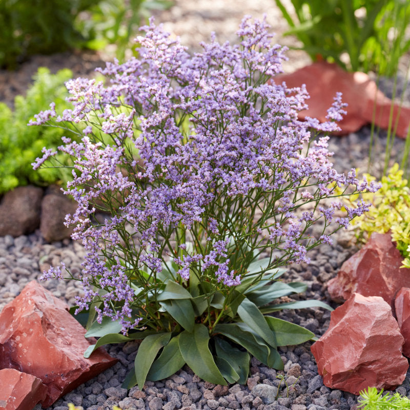 Limonium Dazzler Rocks - Statice de Narbonne - Volume 3L / 15-20cm