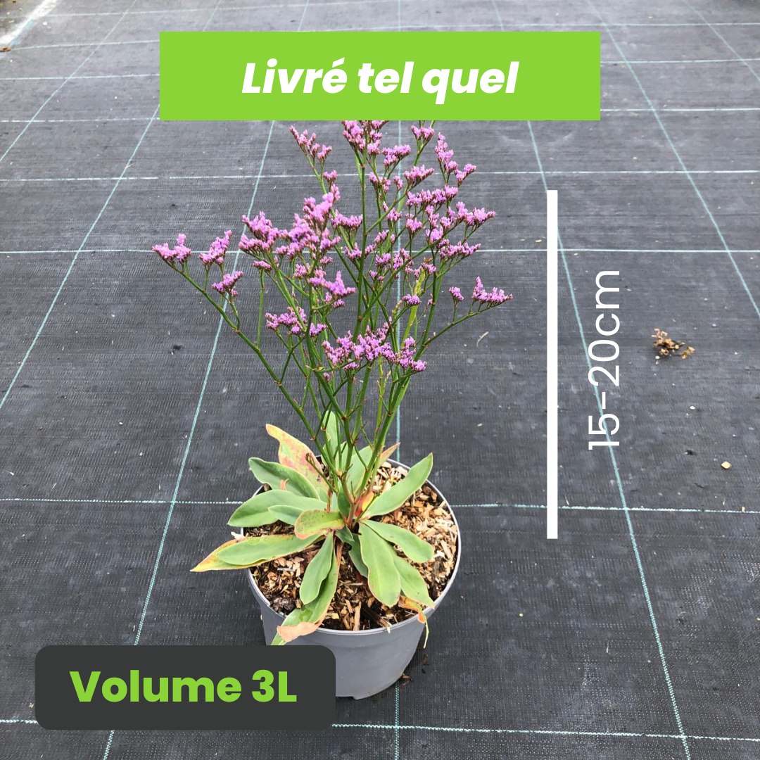 Limonium Dazzler Rocks - Statice de Narbonne - Volume 3L / 15-20cm