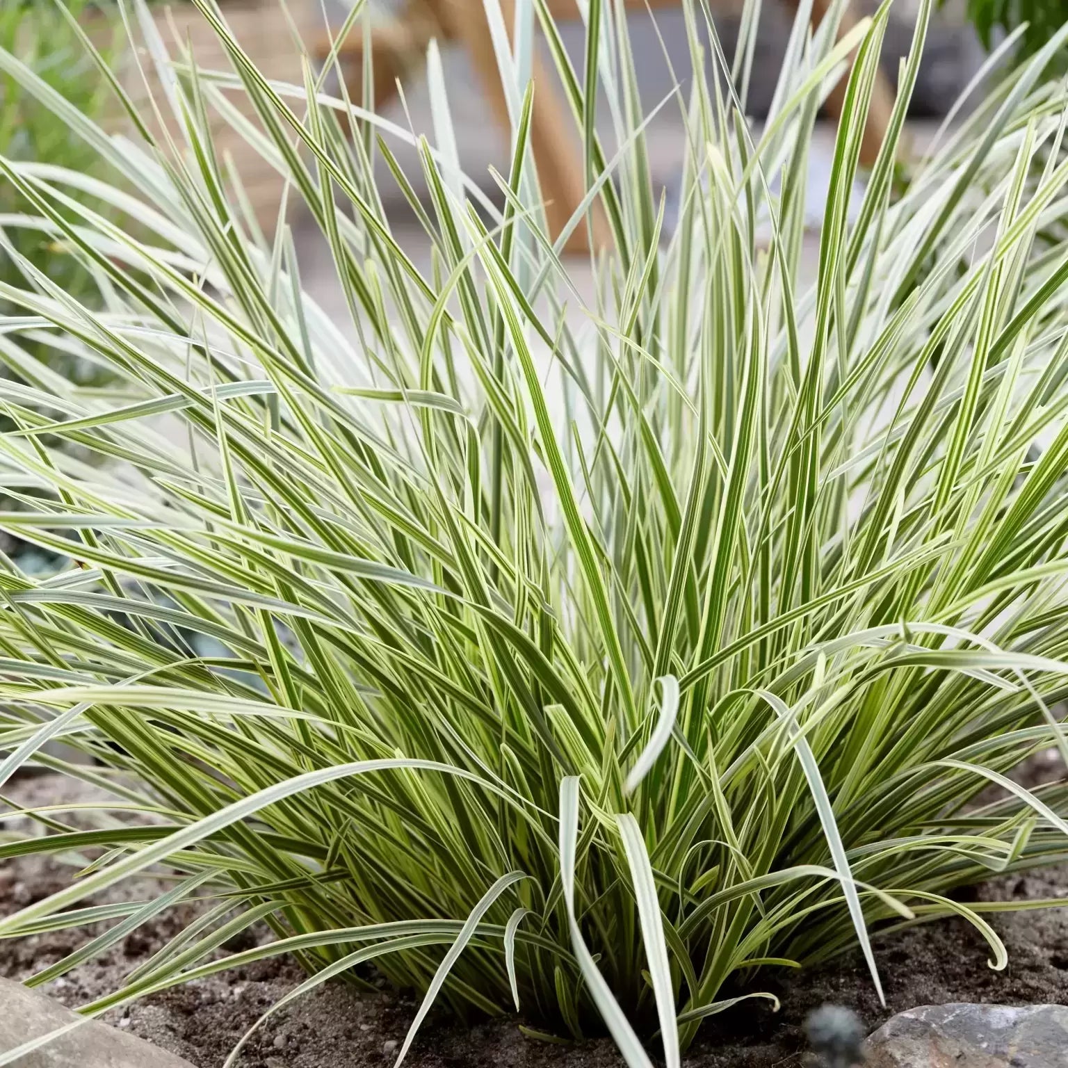Lomandra Longifolia White Sands - Volume 3L / 20-30cm