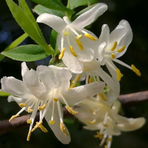 Lonicera Fragrantissima Blanche - Chèvrefeuille d'hiver - Volume 3L / 40-60cm