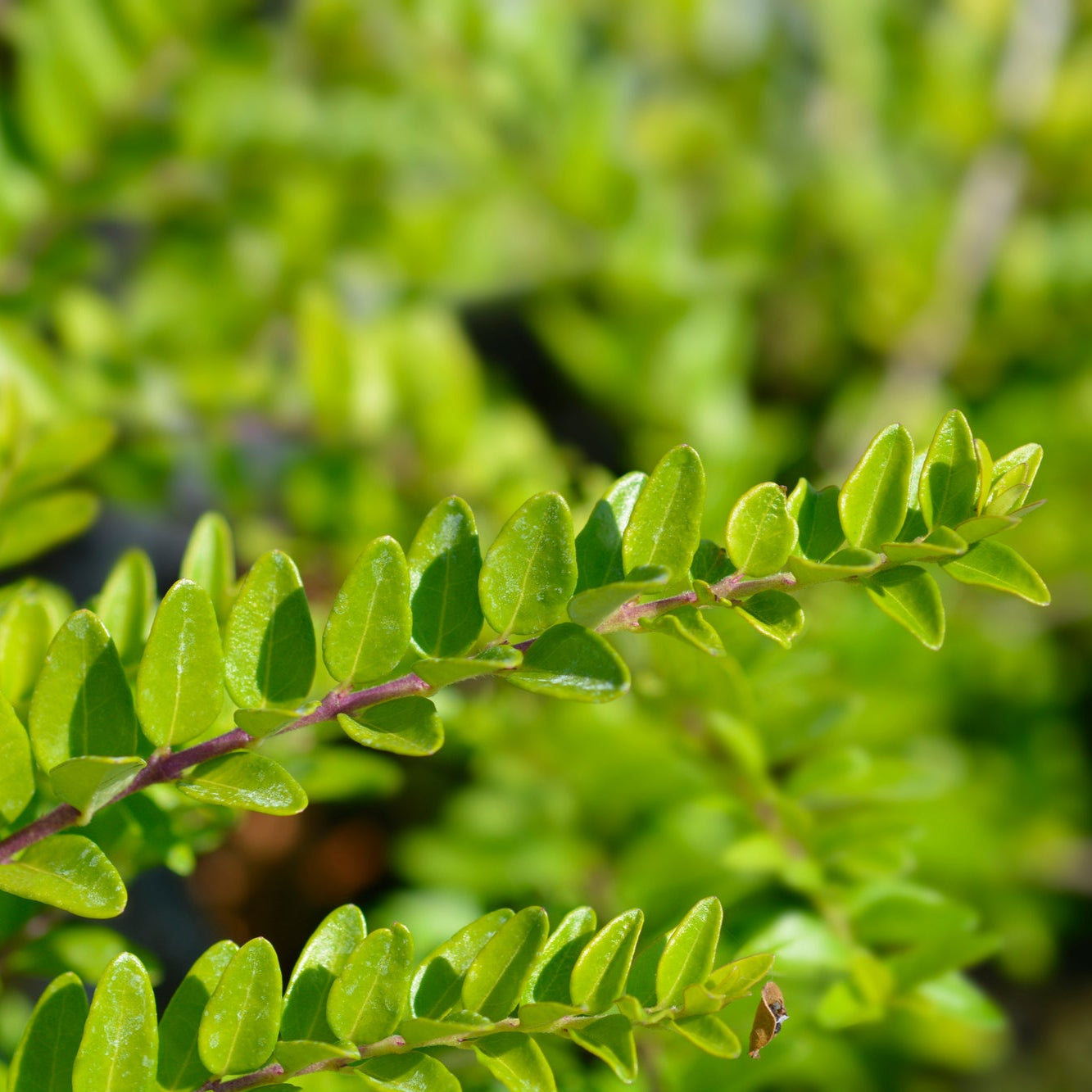 Lonicera Nitida 'Maigrün' - Chèvrefeuille arbustif - Volume 3L / 30-50cm