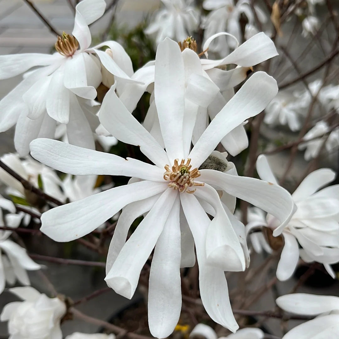 Magnolia Stellata Royal Star - Magnolia étoilé Royal Star - Volume 3L / 30-50cm