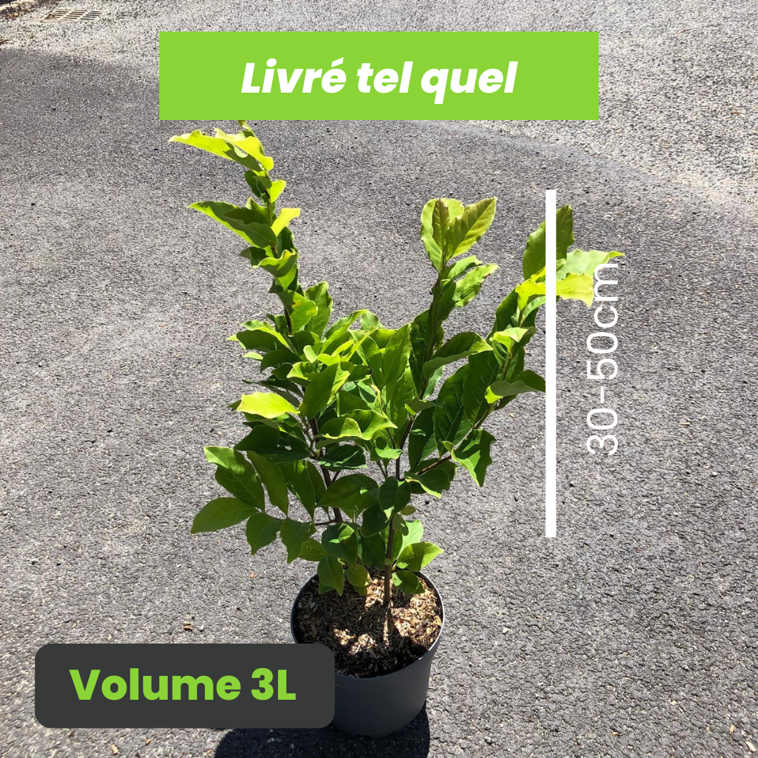 Magnolia Susan - Volume 3L / 30-50cm