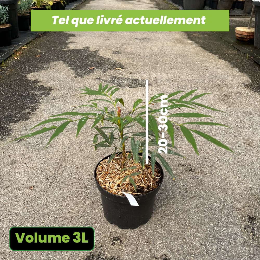 Mahonia Eurybracteata Sweet Winter - Mahonia à feuilles de houx - Volume 3L / 20-30cm