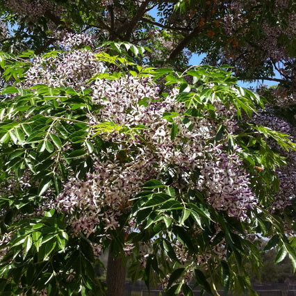 Melia Azedarach - Lilas des Indes - Volume 3L / 30-50cm