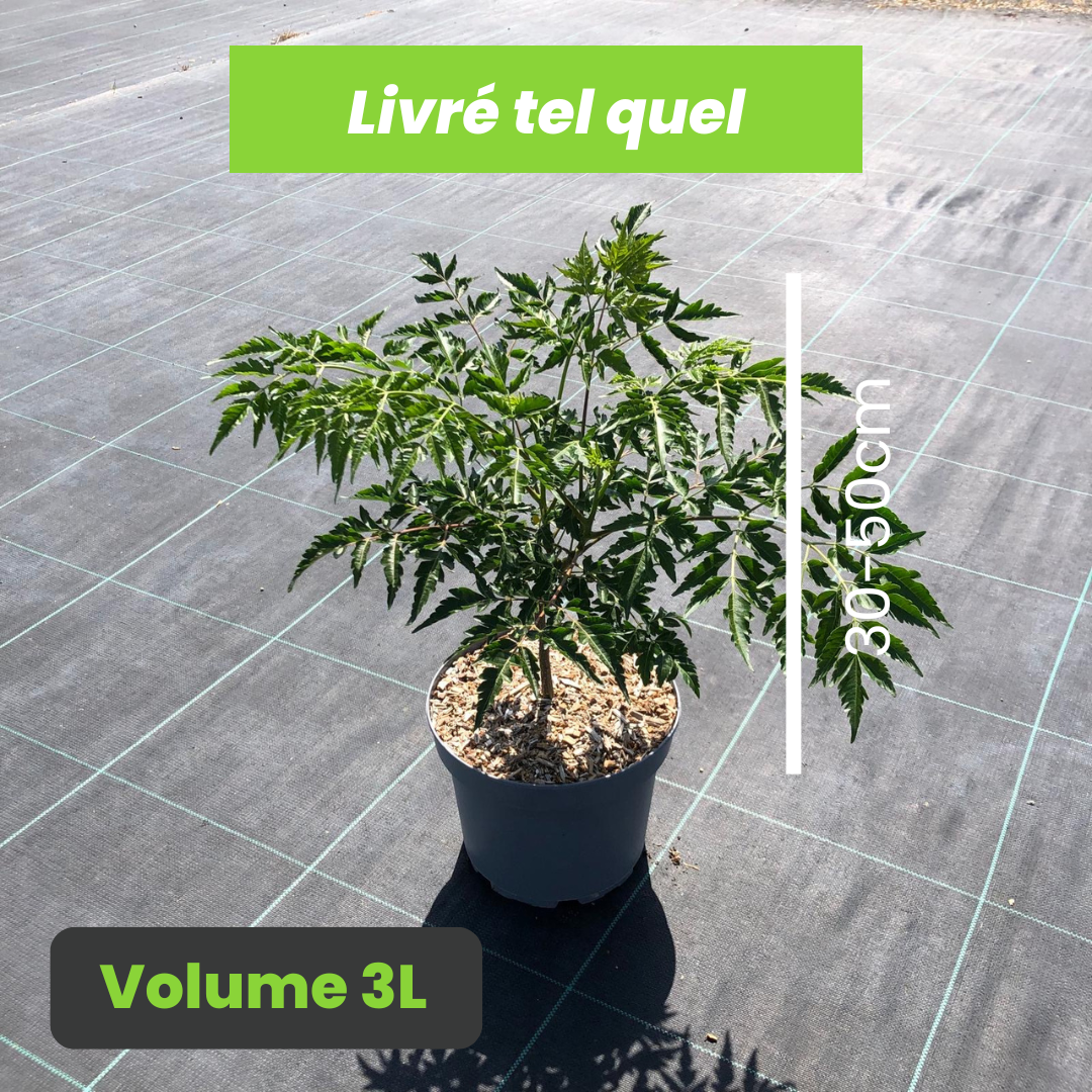 Melia Azedarach - Lilas des Indes - Volume 3L / 30-50cm