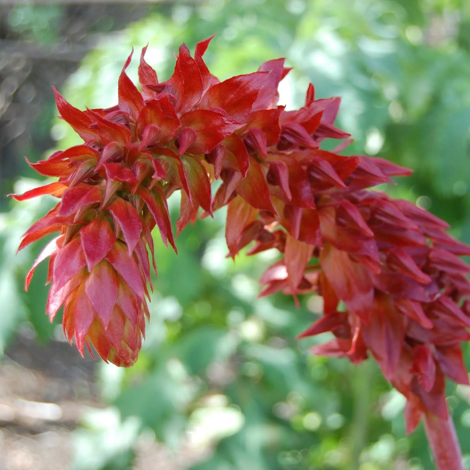 Melianthus Major - Grande mélianthe - Volume 4L / 30-50cm