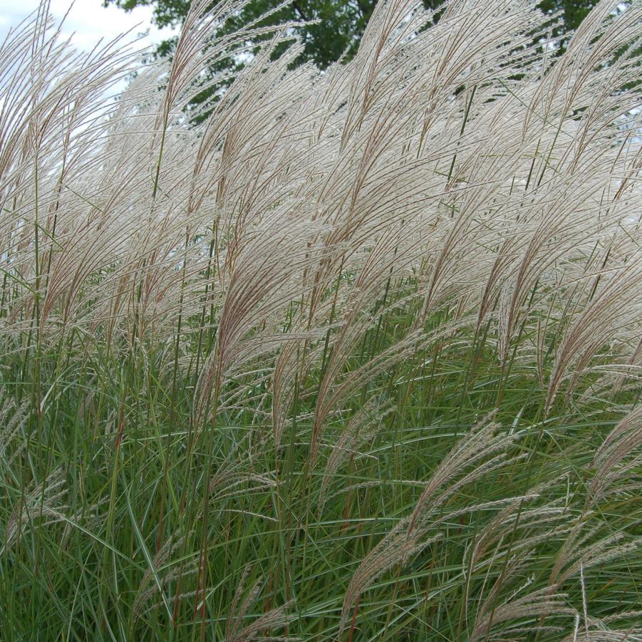 Miscanthus sinensis Graziella - Volume 3L / 40-60cm