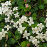 Mitchella Repens - Pain de perdrix