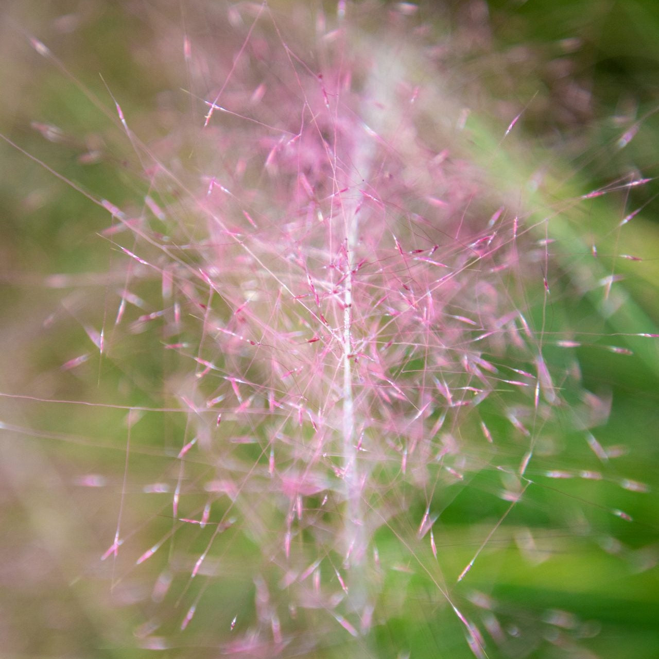 Muhlenbergia Capillaris Ruby - Muhlenbergie capillaire Ruby - Volume 3L / 30-50cm