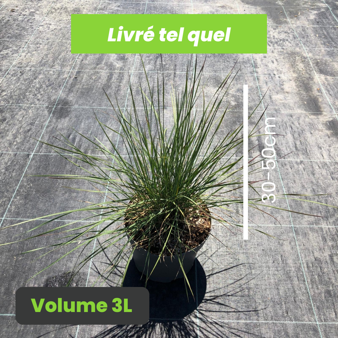 Muhlenbergia Capillaris Ruby - Muhlenbergie capillaire Ruby - Volume 3L / 30-50cm