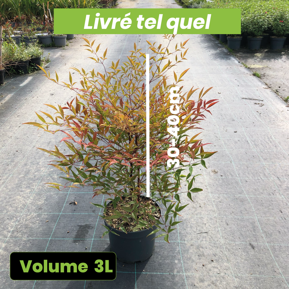 Nandina domestica - Volume 3L / 30-40cm