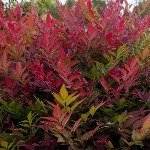 Nandina Domestica Obsessed Seika - Volume 3L / 40-60cm