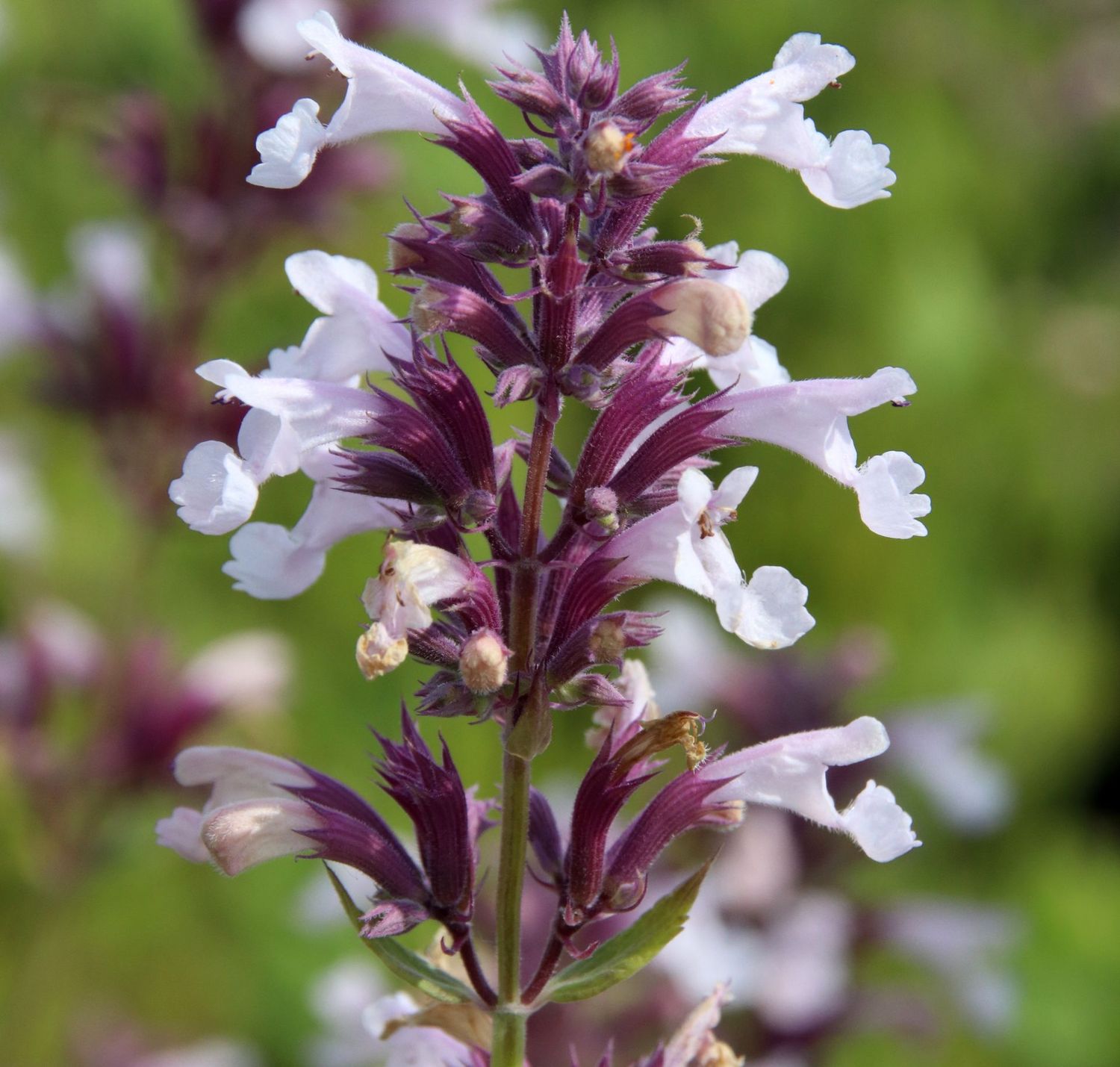 Nepeta grandiflora "dawn to dusk" - Volume 3L / 20-40cm