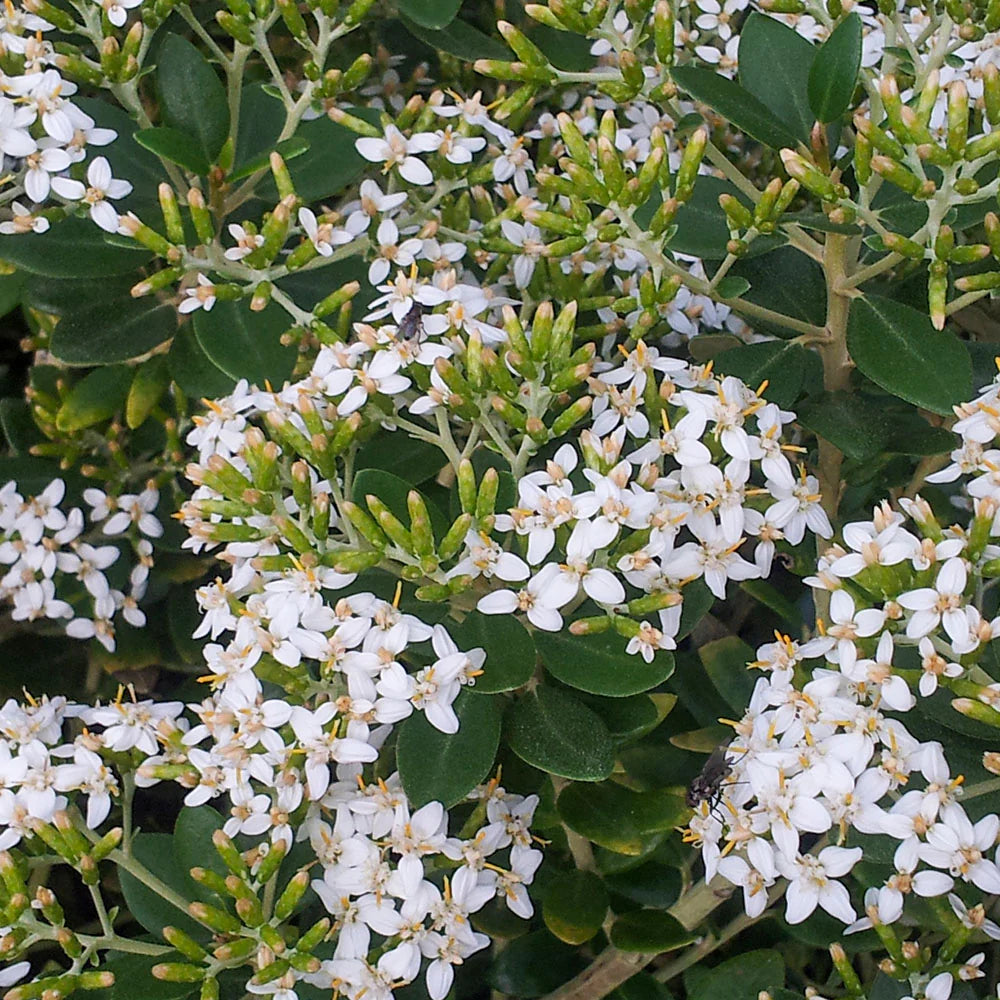 Olearia Haastii - Aster en Arbre - Volume 3L / 30-40cm
