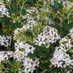 Olearia Haastii - Aster en Arbre - Volume 3L / 30-40cm