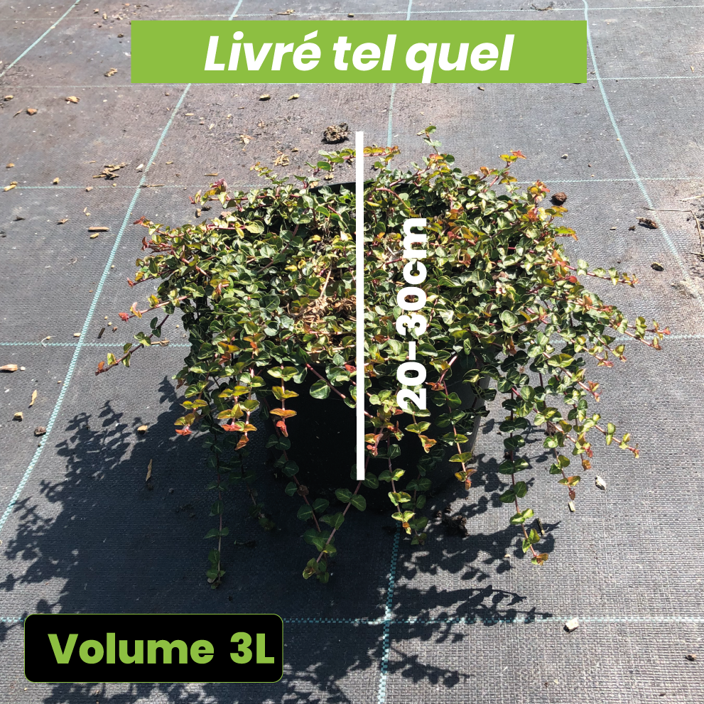 Mitchella Repens - Pain de perdrix - Volume 3L / 20-30cm