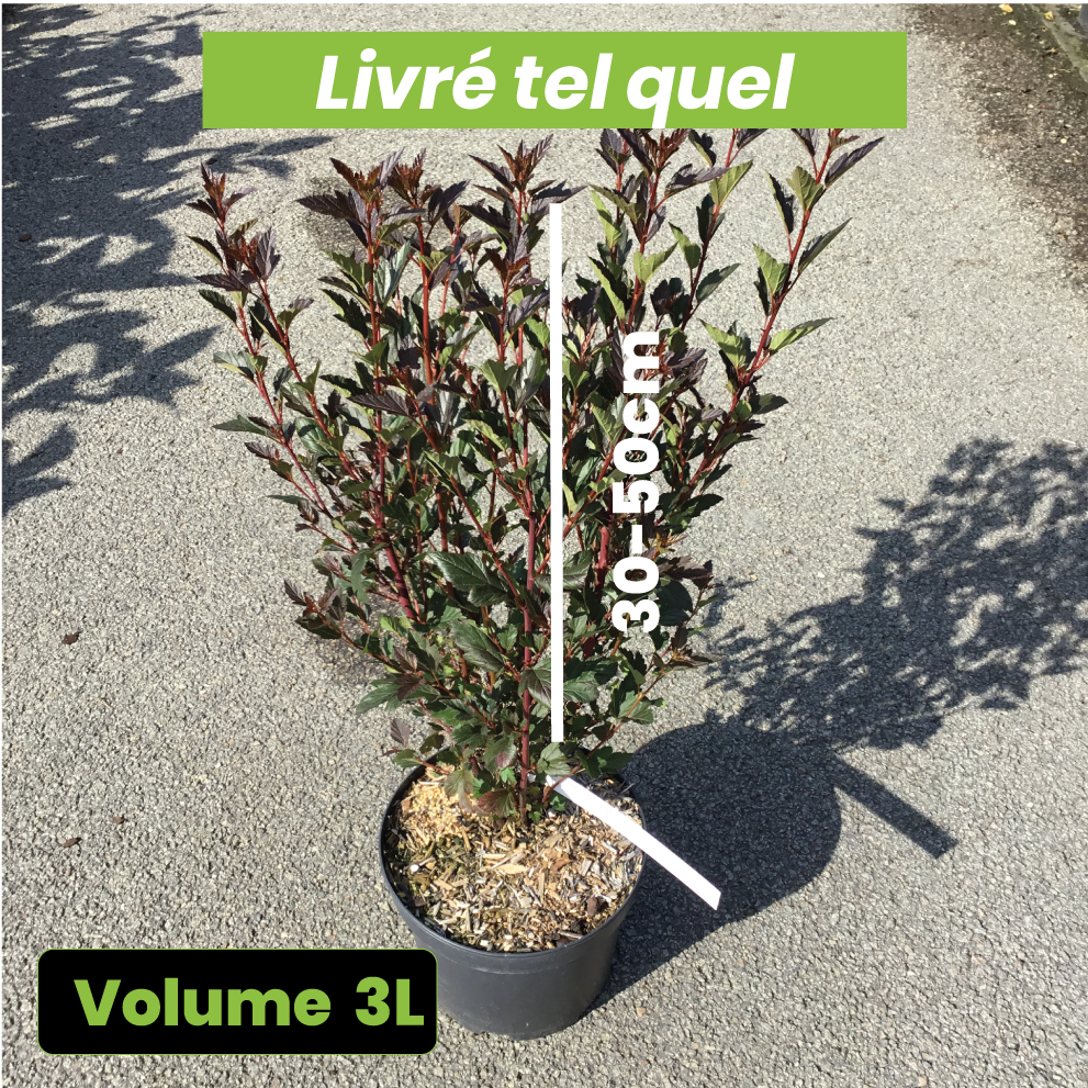Physocarpus Opulifolius Little Devil - Volume 3L / 30-50cm