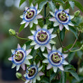 Passiflora Caerulea - Passiflore Bleue - Volume 3L / 40-60cm