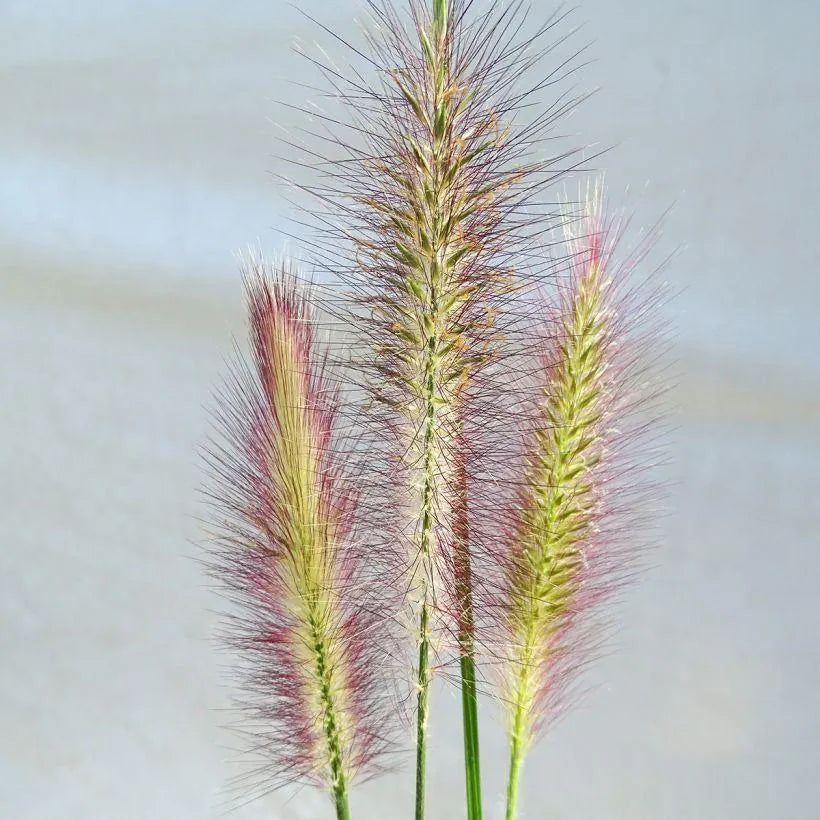 Pennisetum Alopecuroides Magic - Herbe aux écouvillons - Volume 3L / 40-60cm
