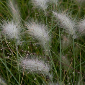 Pennisetum Villosum - Herbe aux écouvillons