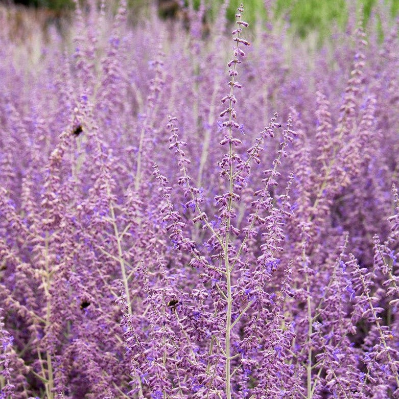 Perovskia Atriplicifolia Filigran - Sauge de Russie Filigran - Volume 3L / 30-40cm