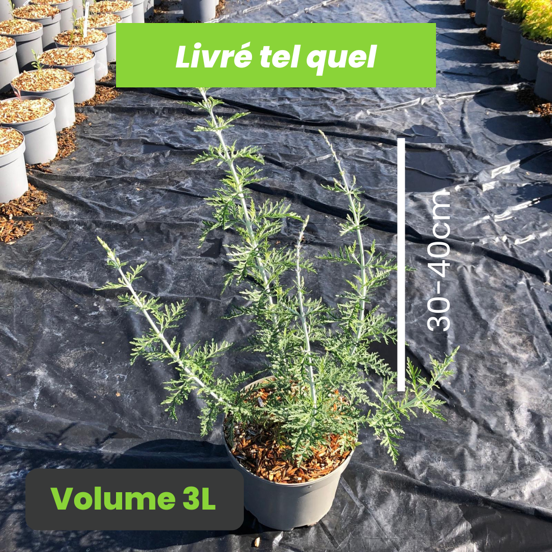 Perovskia Atriplicifolia Filigran - Sauge de Russie Filigran - Volume 3L / 30-40cm