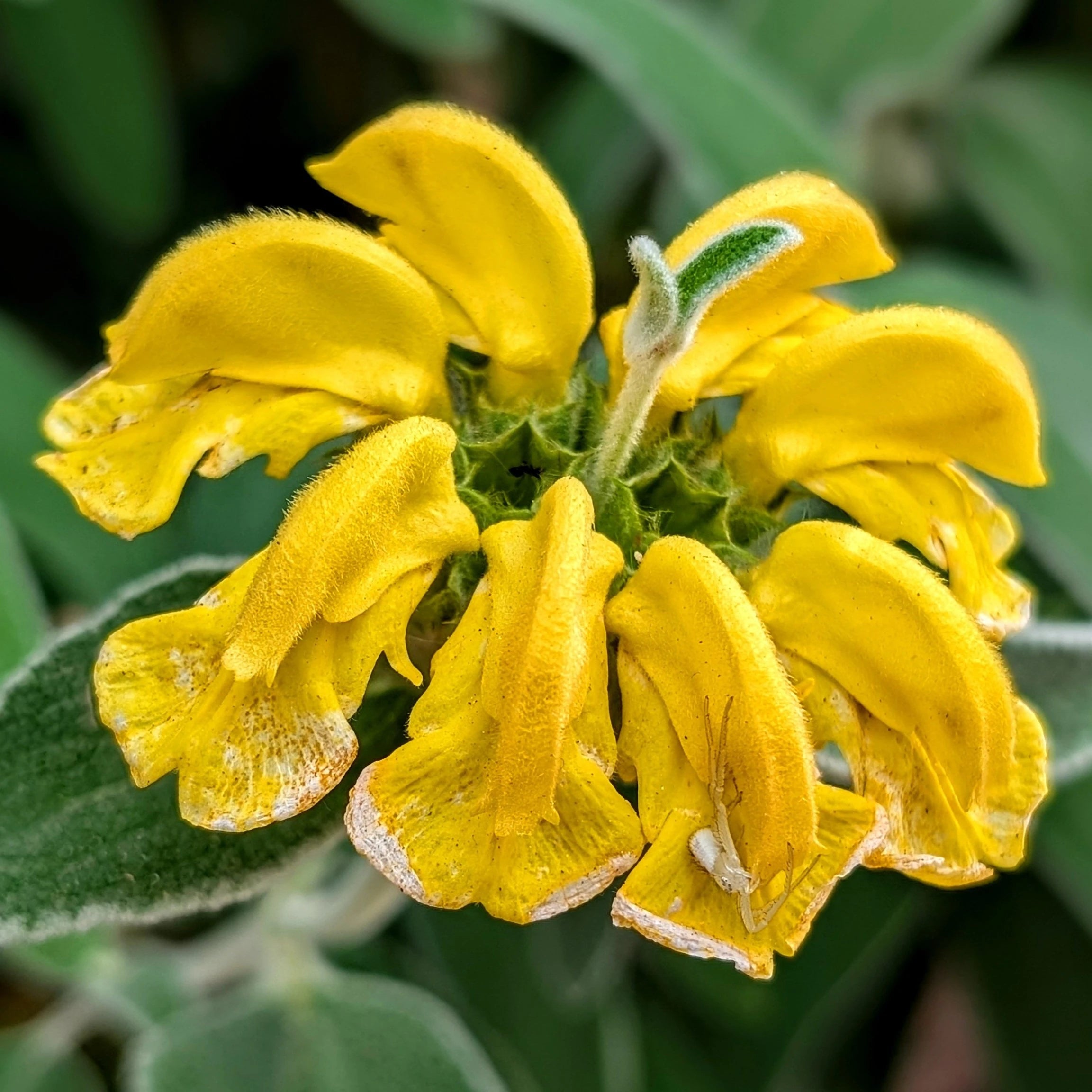 Phlomis Fruticosa - Sauge de Jérusalem - Volume 3L / 30-40cm
