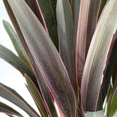 Phormium Pink Stripe - Lin de Nouvelle-Zélande