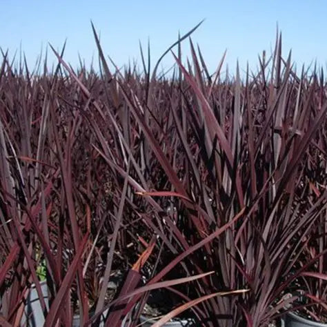 Phormium Amazing Red - Lin de Nouvelle-Zélande - Volume 3L / 30-50cm
