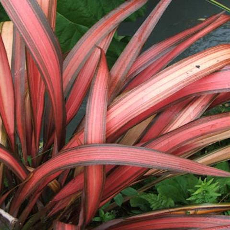 Phormium Amazing Red - Lin de Nouvelle-Zélande - Volume 3L / 30-50cm