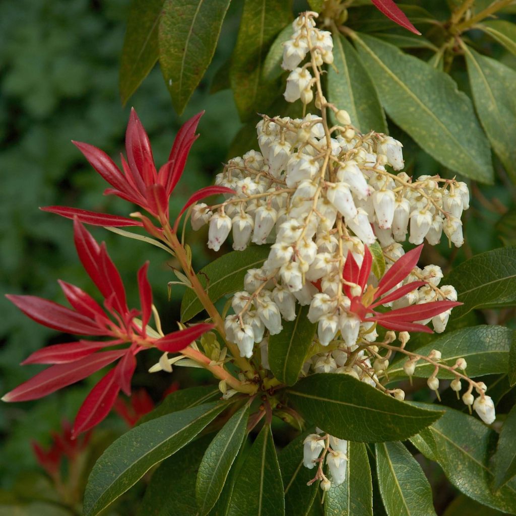 Pieris Japonica Forest Flame - Volume 3L / 20-30cm